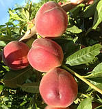 Персик Тендресс. Підщепа евріка. (вввв), фото 2