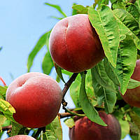 Персик Тендресс. Підщепа евріка