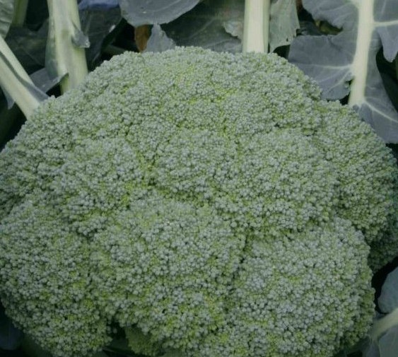 КВІНТА F1 — насіння капусти броколі, Takii Seeds