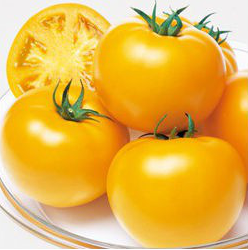 Ti -169 (МАМАТАРО ГОЛД) F1 - насіння томату,Takii Seeds