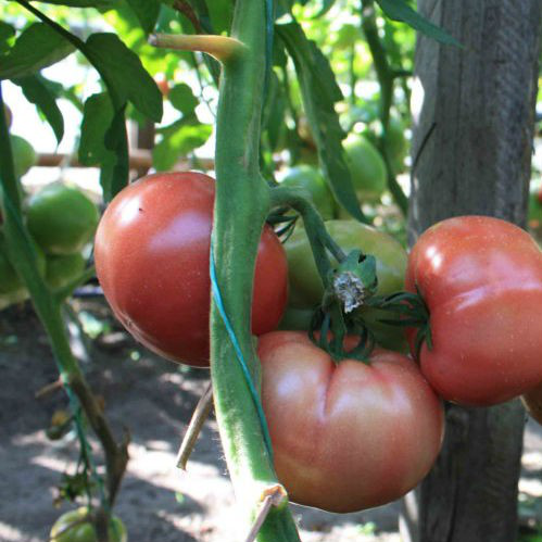 ТИХ 2721 F1 - насіння томату, Takii Seeds 250 насінин