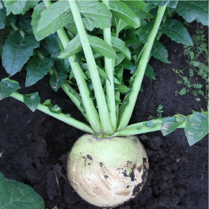 РЕД МІТ - насіння редьки, Takii Seeds