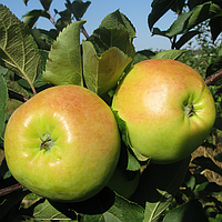 Яблуня Сочі 2-1. (54-118). (в).