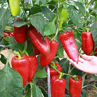 Насіння солодкого перцю Аріадні F1 (Ariadni F1) 500 насінин, Seminis (Голандія)