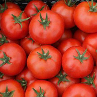 САДИН F1 насіння томату детермінантного 500 насіння, Enza Zaden
