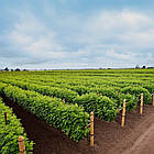 Саджанці літньої малини Гусар - ранньо-середня, стійка, урожайна, фото 2
