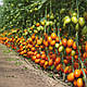 Насіння томату Бенігара (KS 1430) F1 1000 насіння Kitano seeds, фото 2