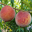 Саджанці персика Кондор, фото 2