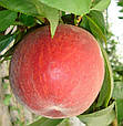 Саджанці персика Кондор, фото 3