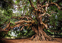 Красивая природа 3D фото обои 254 x 184 см Ветвистое дерево (13011P4) Лучшее качество