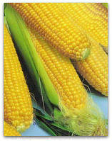 Насіння кукурудзи цукрової Делікатесної 1кг