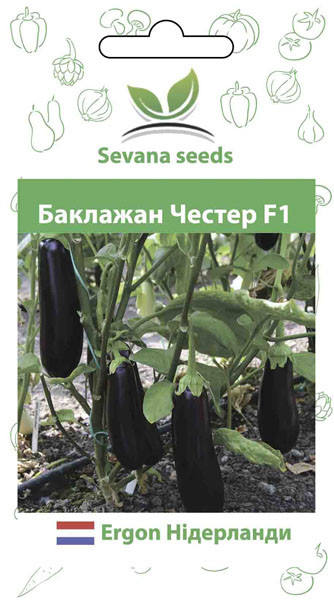 Насіння баклажану Честер F1 20 шт. Ergon seeds, фото 1