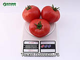 Хонока F1(KS 1157 F1) 10 шт насіння томату рожевого Kitano Голландія, фото 6