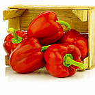 Перець солодкий Сіндерелла F1 Nong Woo Bio/Корея 8 шт, фото 2