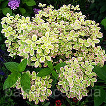 Гортензія Пастелгрін / С5 / Hydrangea paniculata Pastelgreen, фото 5