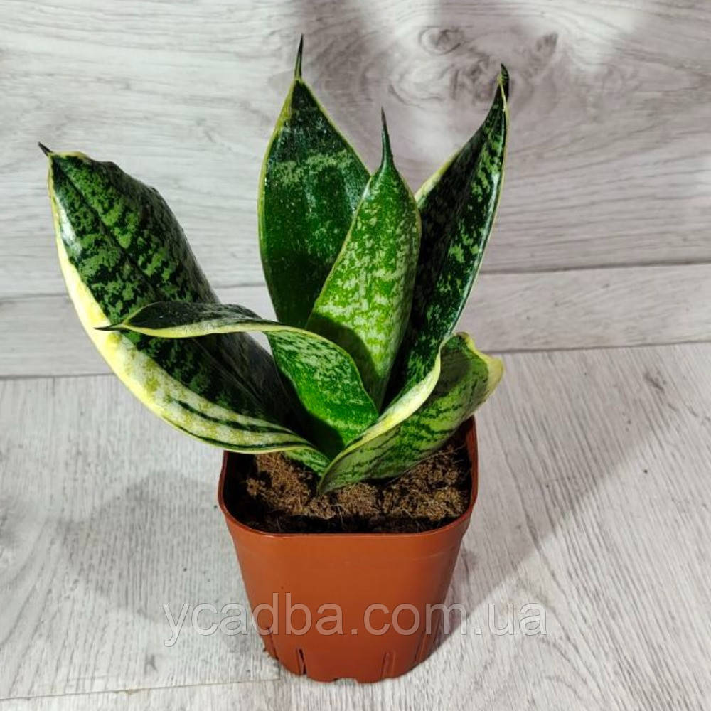 Сансевиерия голден Ханни, фото 1