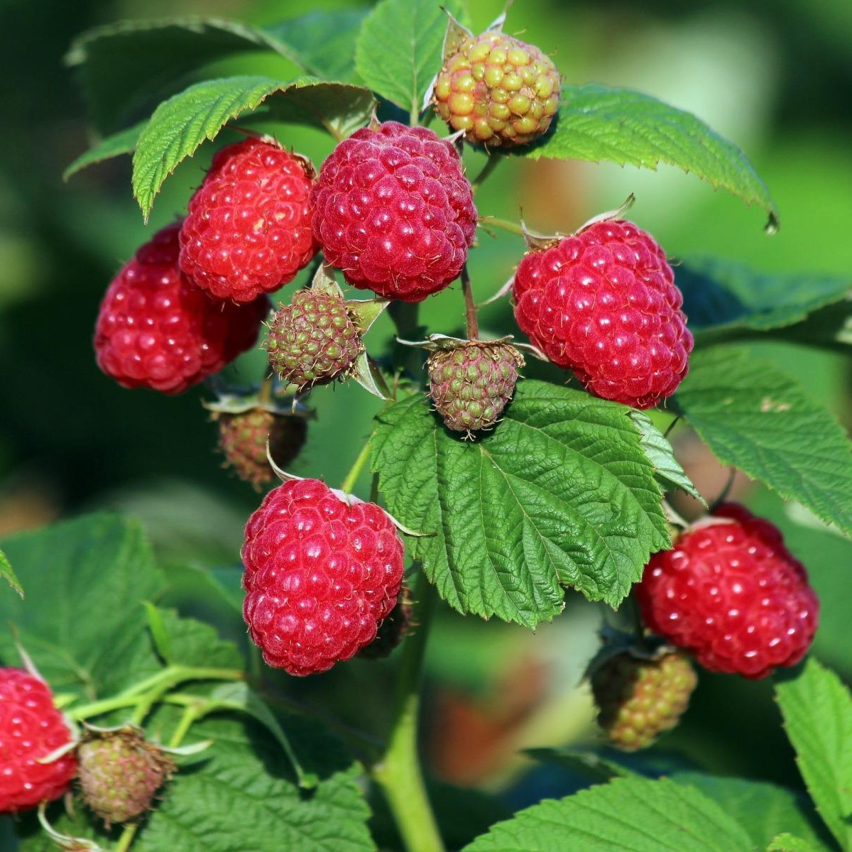 Саджанці ремонтантної малини Кардинал - транспортабельна, невибаглива, урожайна, фото 1