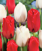 Луковицы тюльпанов Ред Прауд