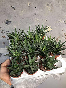 Сукулент для кашпо