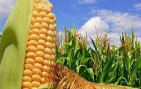 Топ цена Насіння кукурудзи Кремінь 200 мішок 25 кг !! !