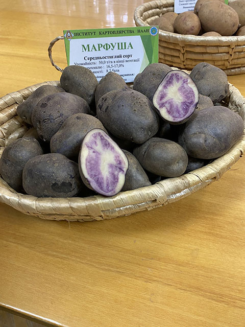 Картофель "Марфуша" фиолетовый поздний сорт (І репродукция) - фото 2 - id-p1553160724