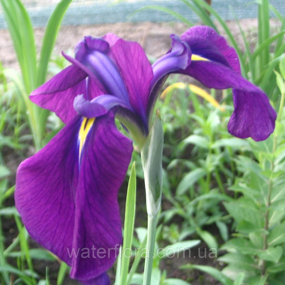 Ірис мечелистого Варієгата — Irisensata Variegata