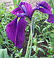 Ірис мечелистого Варієгата — Irisensata Variegata, фото 3