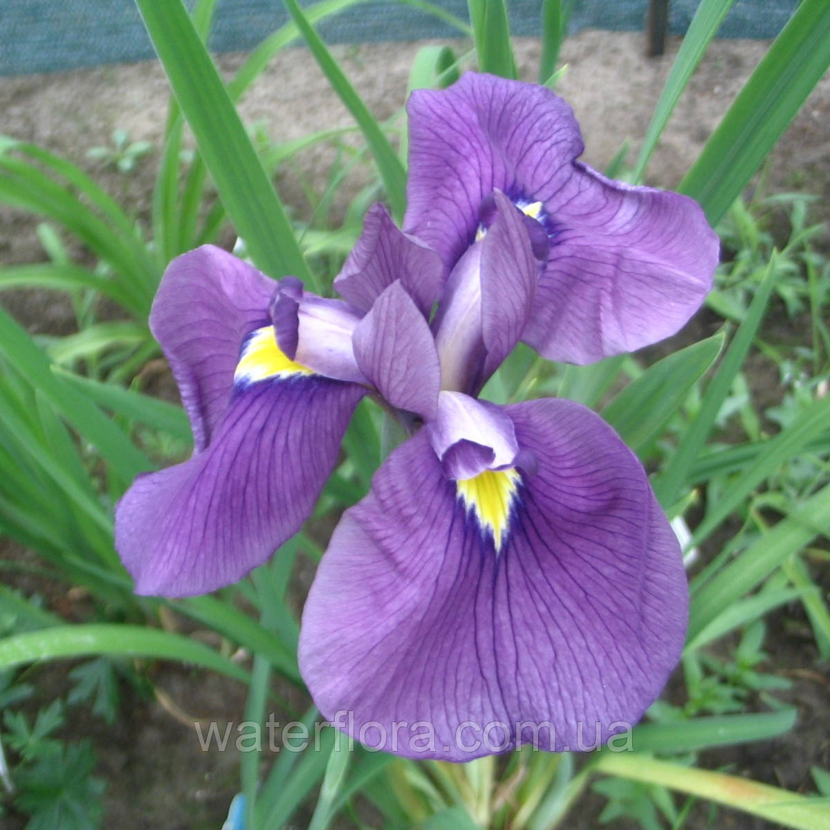 Ірис мечелистий Дарлінг — Iris ensata Darling