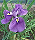 Ірис мечелистий Дарлінг — Iris ensata Darling, фото 2