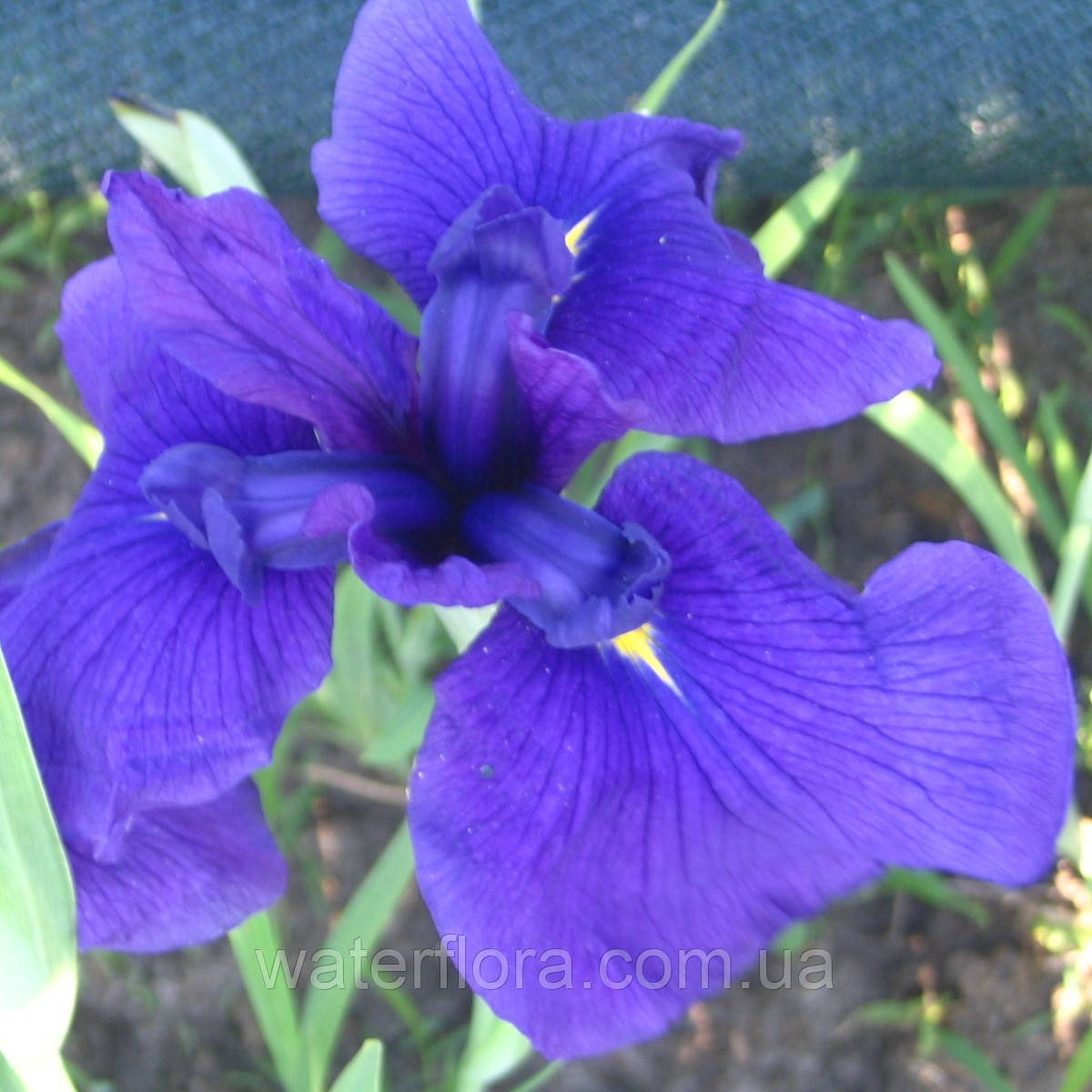 Ирис мечелистный Лоялти - Iris ensata Loyalti - фото 2 - id-p246148025