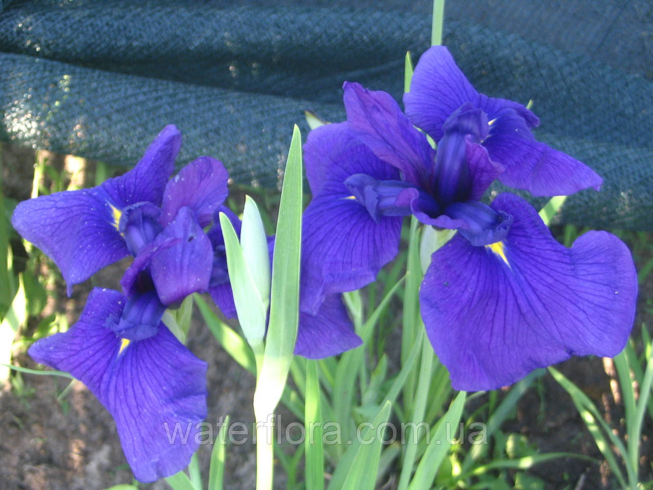 Ирис мечелистный Лоялти - Iris ensata Loyalti - фото 3 - id-p246148025