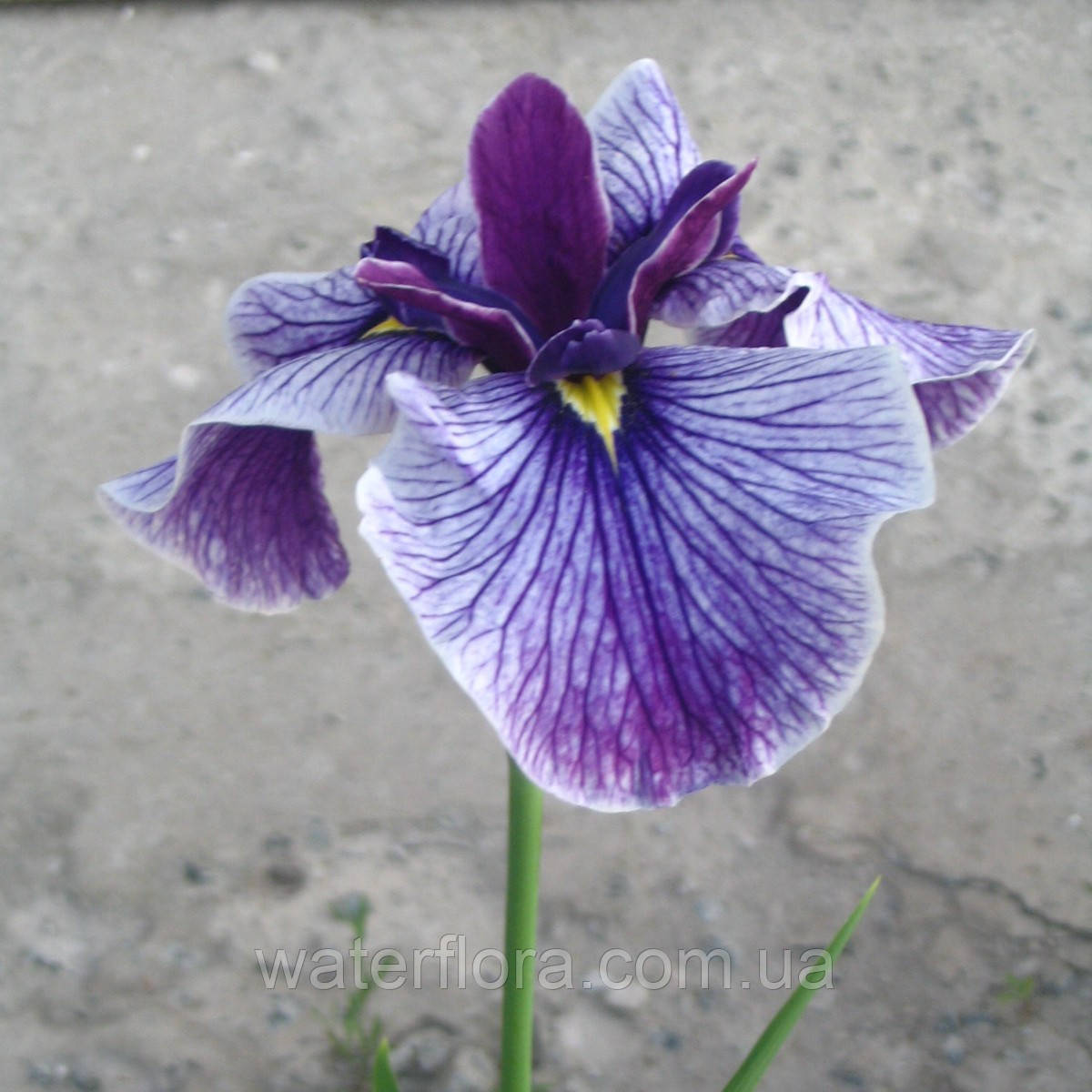 Ирис мечелистный Мармуроа - Iris ensata Marmuroa - фото 1 - id-p246148026