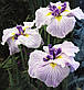 Ірис мечелистий Сорцерс Тріумф — Iris ensata Sorcerer*s Triumph, фото 3