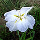 Ірис мечелистний Саммер Мун - Iris ensata Summer Moon, фото 5