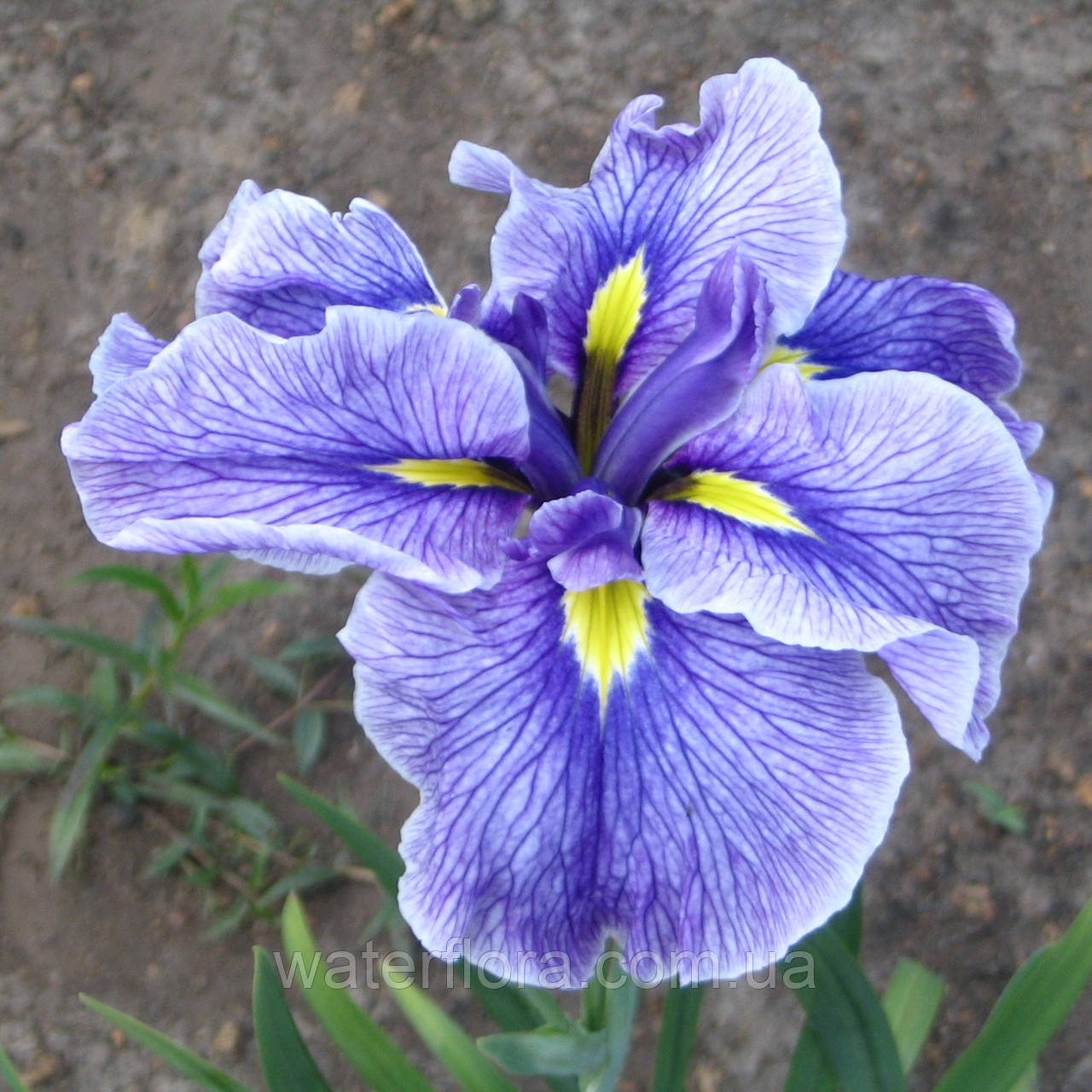 Ірис мечелистої Тосугуморі — Iris ensata Tsuyugumori