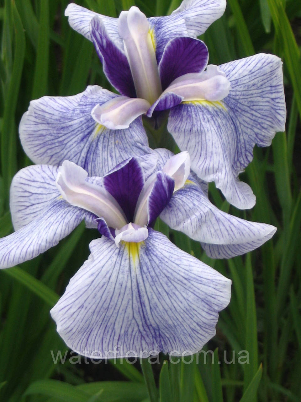 Ирис мечелистный Фортуна - Iris ensata Fortune - фото 2 - id-p246148030