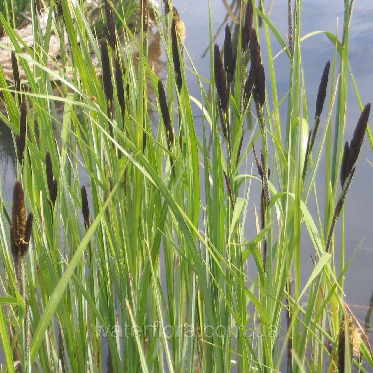 Осока висока - Carex elata