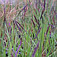 Осока висока - Carex elata, фото 2