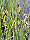 Осока висока - Carex elata, фото 4