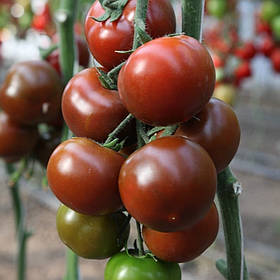 Насіння томату КС 3900 F1 / KS 3900 F1 - 5шт