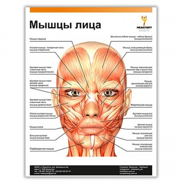 Плакат Мышцы Лица — Купить Недорого на Bigl.ua (1553278961)