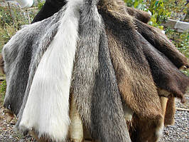 Шкурки нутрії, колір білий не стрижені (натурального кольору)