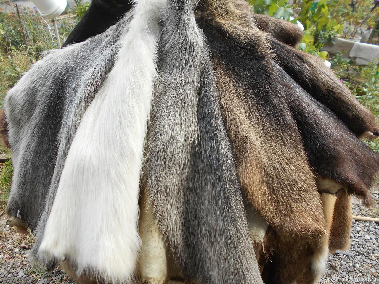 Шкурки нутрії, колір стандарт не стрижені (натурального кольору), фото 1