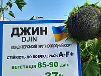 Насіння кондитерського соняшника Джинн. Високоврожайний сорт Джинн 34-36ц/га. Фракція 3,6-4,0., фото 5