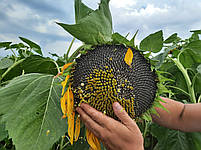Насіння кондитерського соняшника СПК. Урожайний сорт СПК покращена Лакомка. 1 репродукція, фото 9