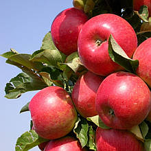 Яблуня колоновидна Останкіно осіння