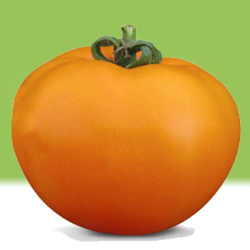 KS 17 F1 - насіння томату, Kitano Seeds