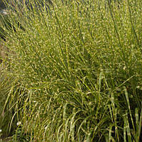 Мискантус китайский "Стриктус" (Miscanthus sinensis «Strictus») Контейнер Р9