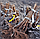 Саджанці ремонтантної малини Алл Голд - солодка, крупноплідна, високоврожайна, фото 7