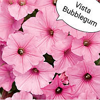 Петуния Vista Bubblegum